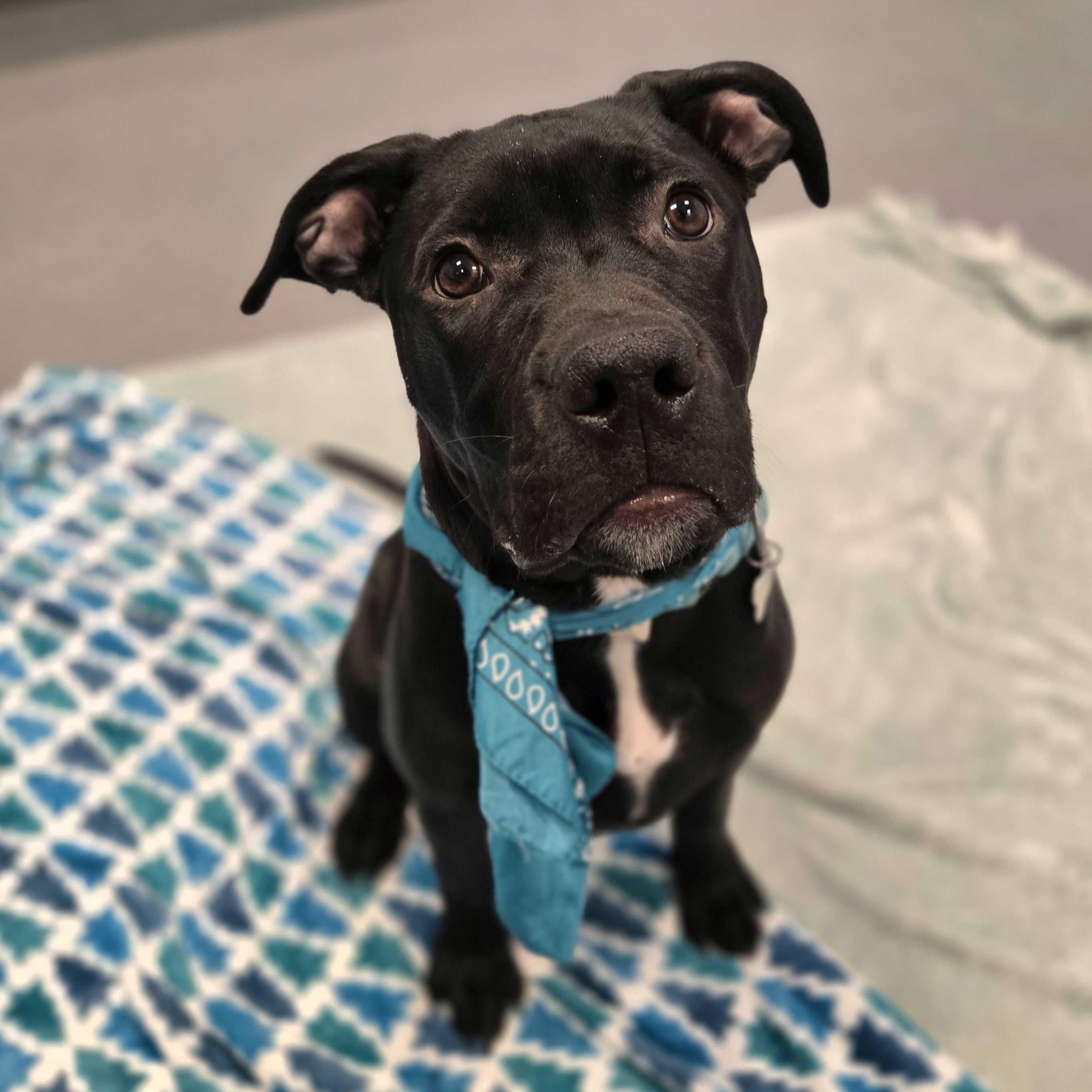 Poprock, a Adoptable Mixed Breed in Canal Winchester, OH image 1/6