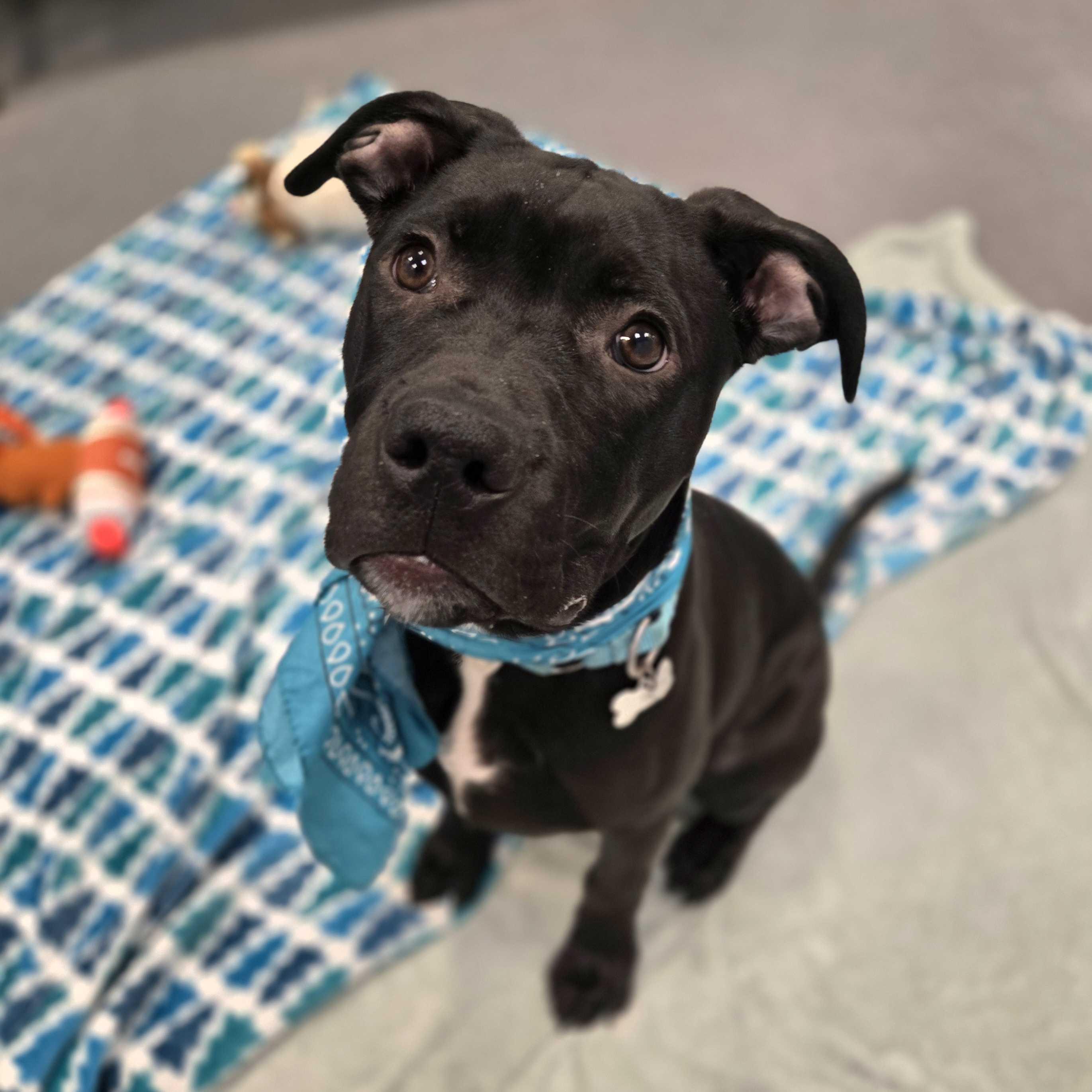 Poprock, a Adoptable Mixed Breed in Canal Winchester, OH image 2/6