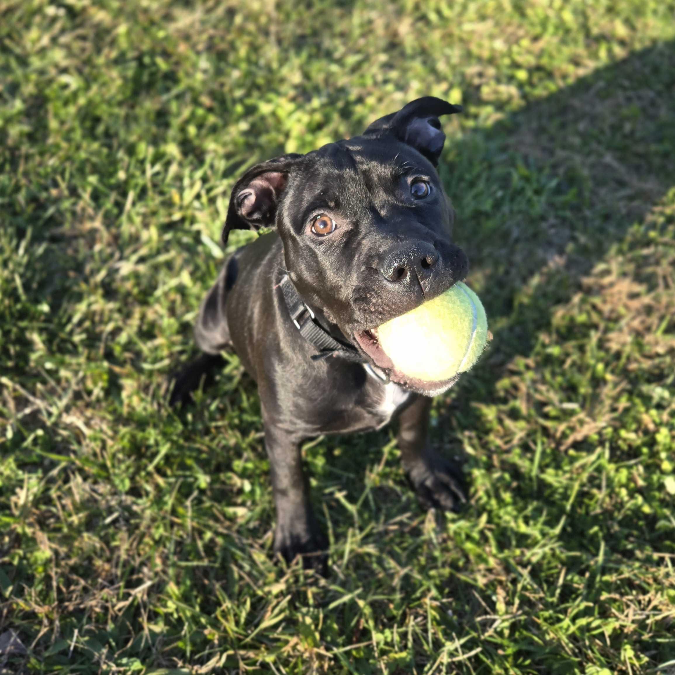 Poprock, a Adoptable Mixed Breed in Canal Winchester, OH image 4/6