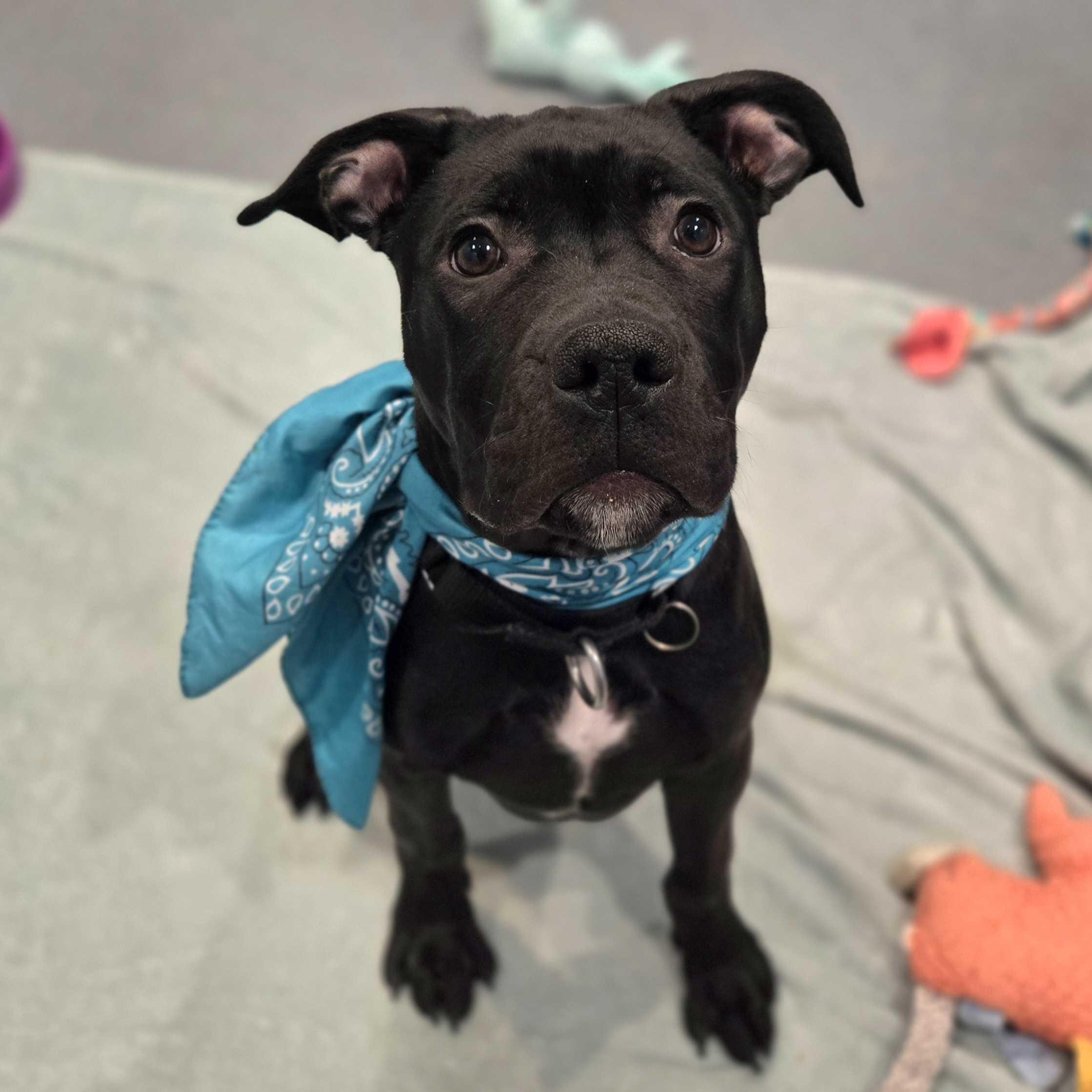 Poprock, a Adoptable Mixed Breed in Canal Winchester, OH image 5/6