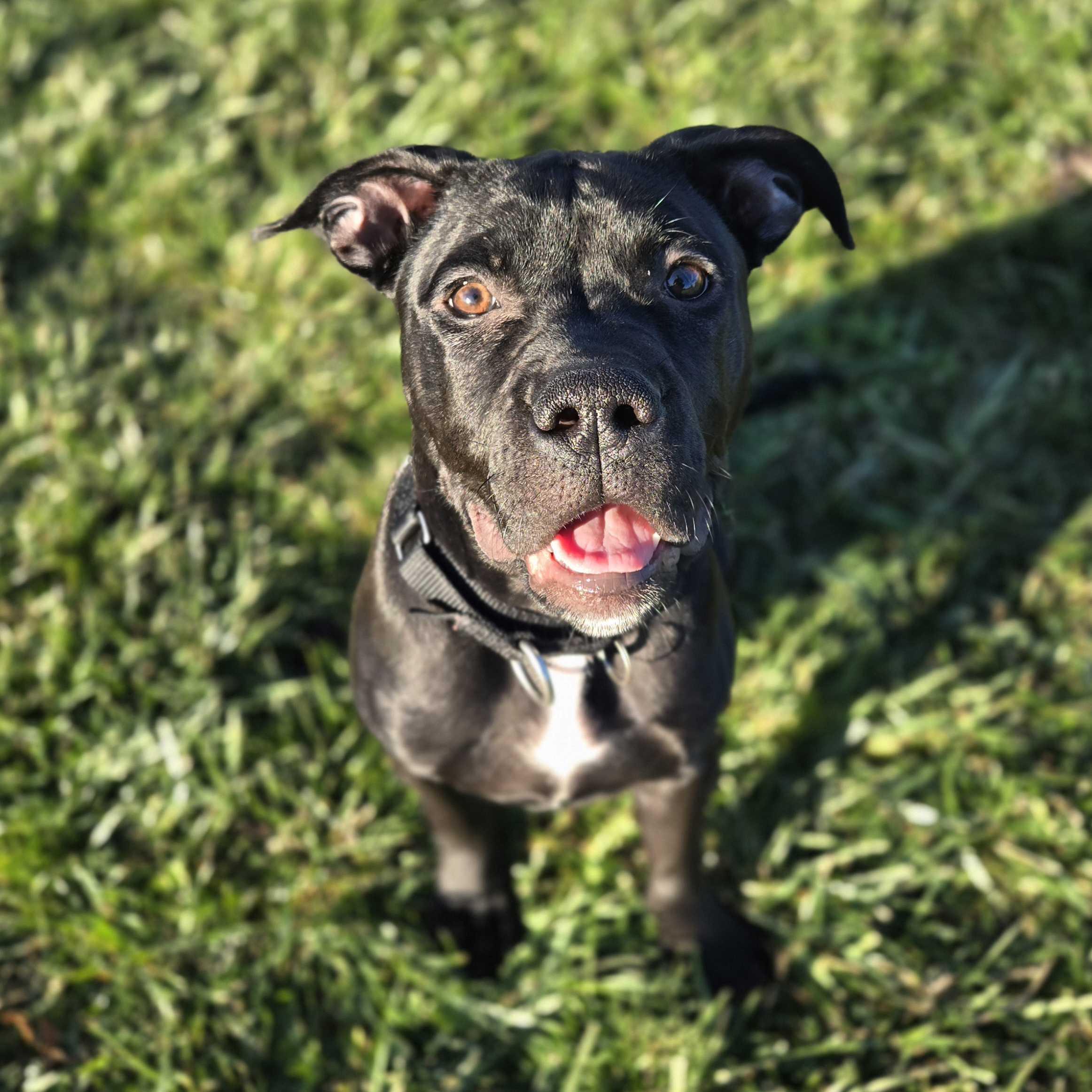 Poprock, a Adoptable Mixed Breed in Canal Winchester, OH image 6/6
