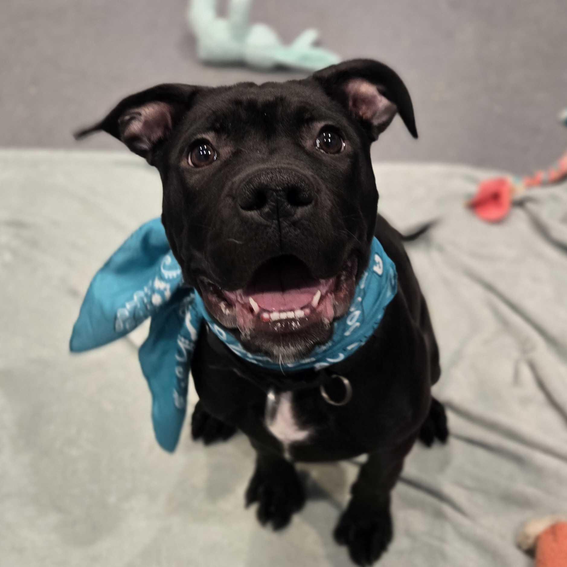 Poprock, Adoptable, Young Male Mixed Breed.