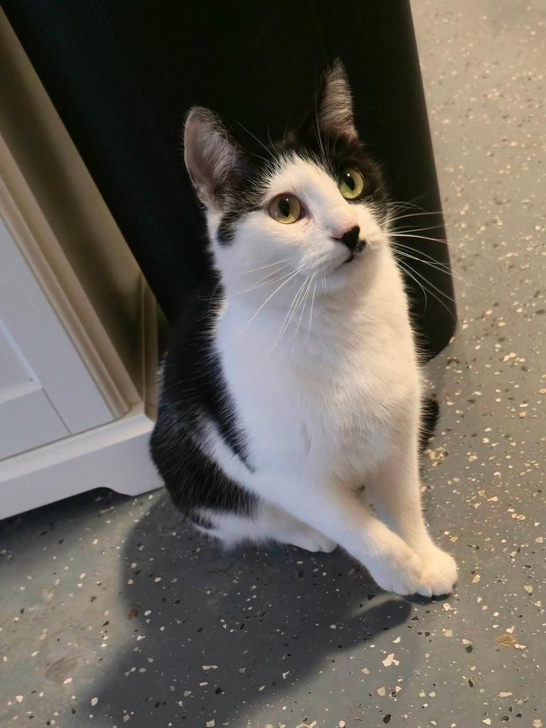Enlarge Beanie Baby, a Adoptable mixed breed in Miami, OK image 2/4
