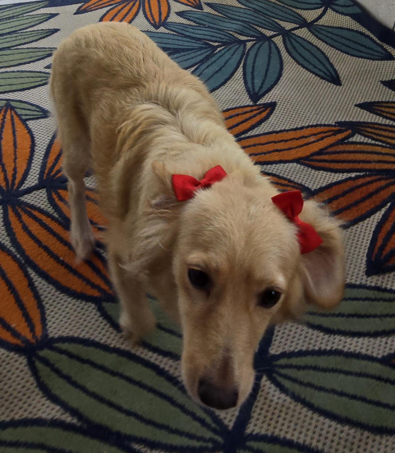 Mitzi