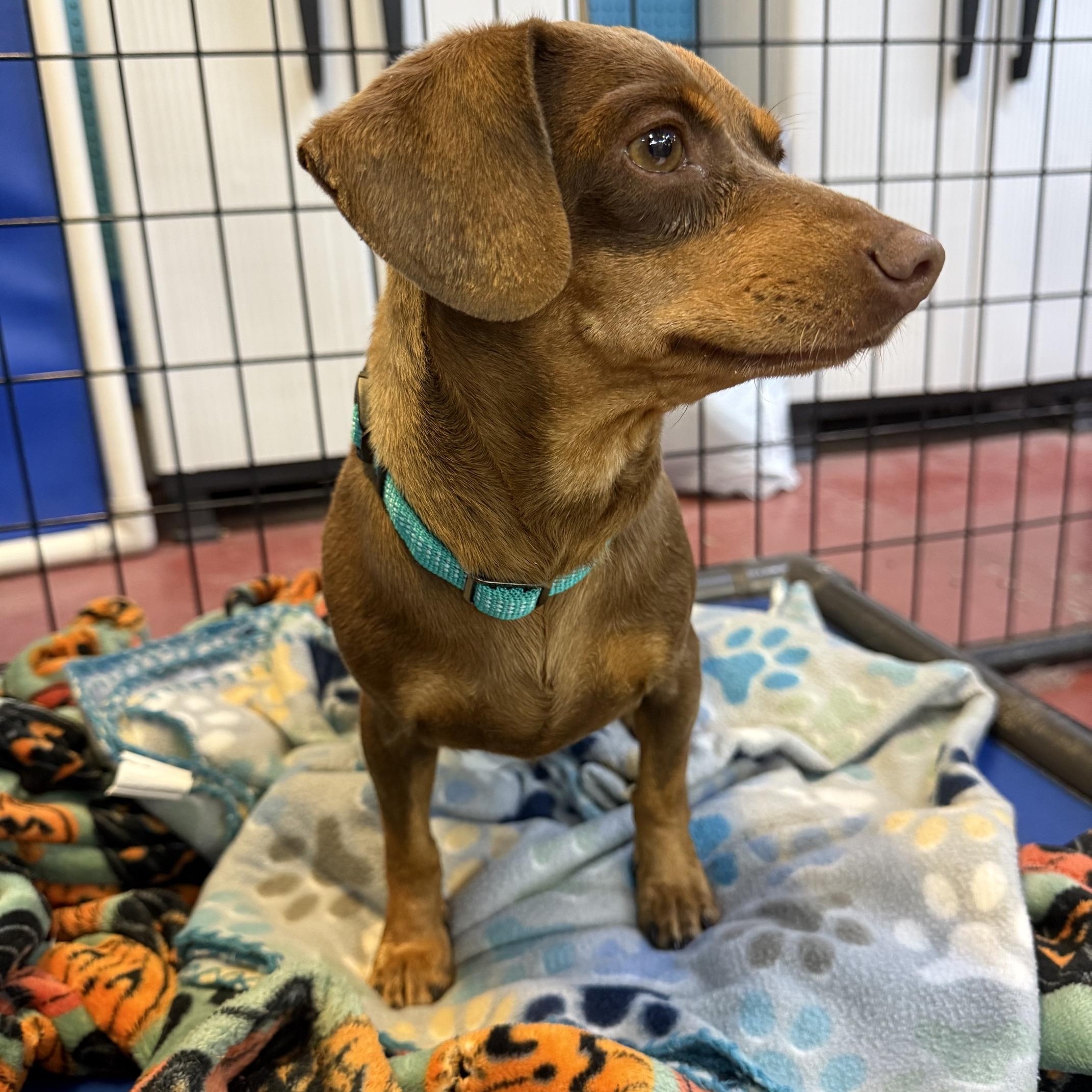 Gertrude - In Foster, a Adoptable mixed breed in Jefferson, LA image 4/6