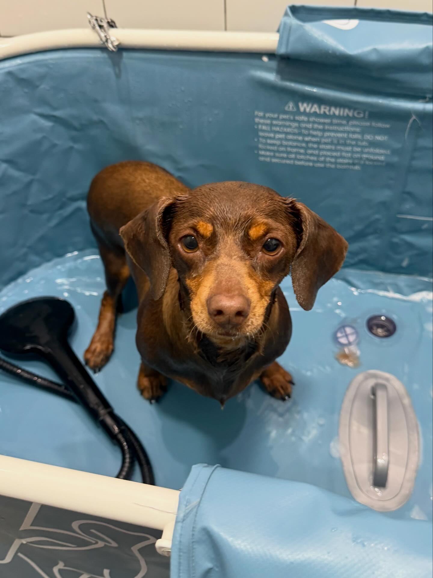 Gertrude - In Foster, a Adoptable mixed breed in Jefferson, LA image 5/6