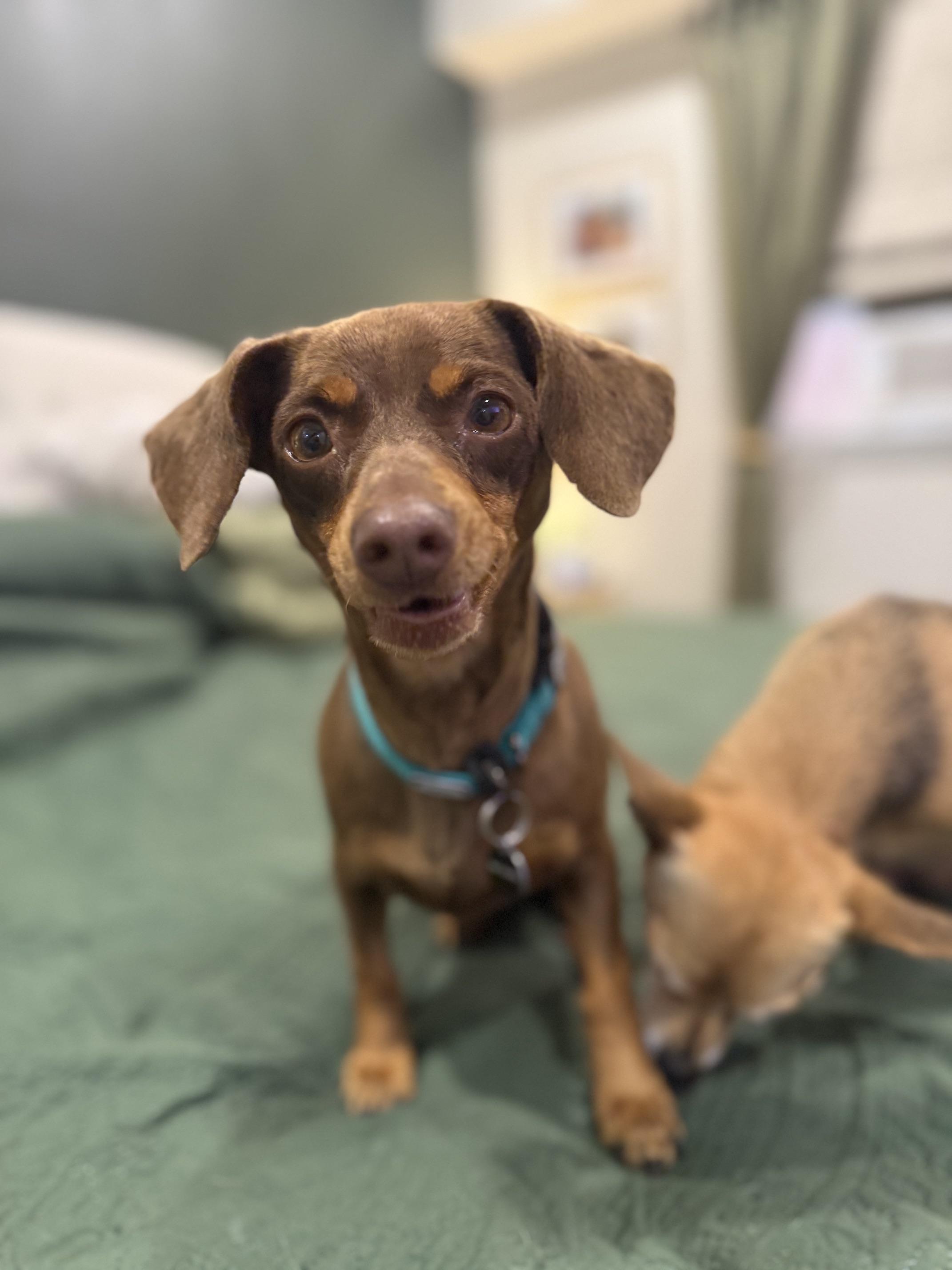 Gertrude - In Foster, a Adoptable mixed breed in Jefferson, LA image 2/6