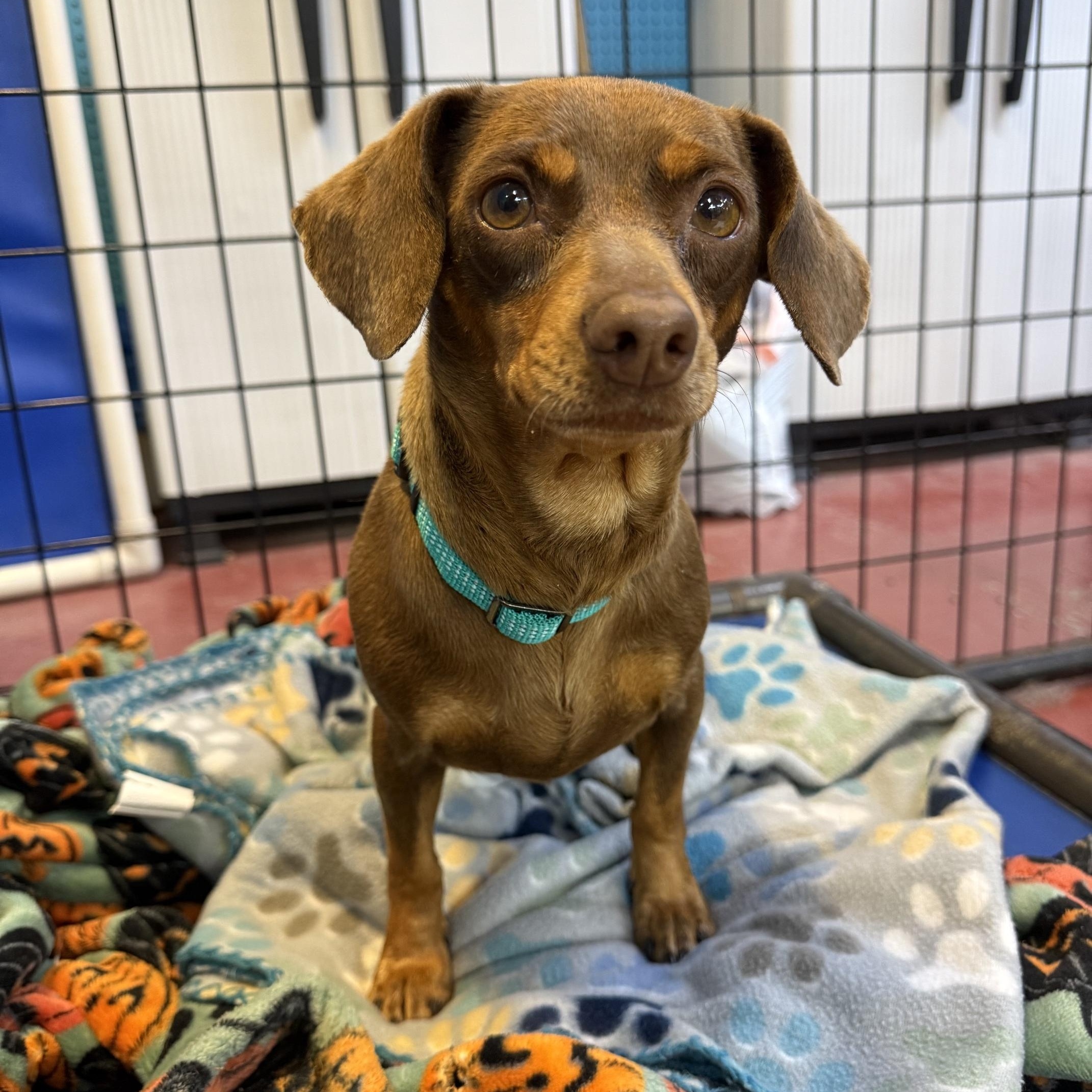 Gertrude - In Foster, a Adoptable mixed breed in Jefferson, LA image 1/6