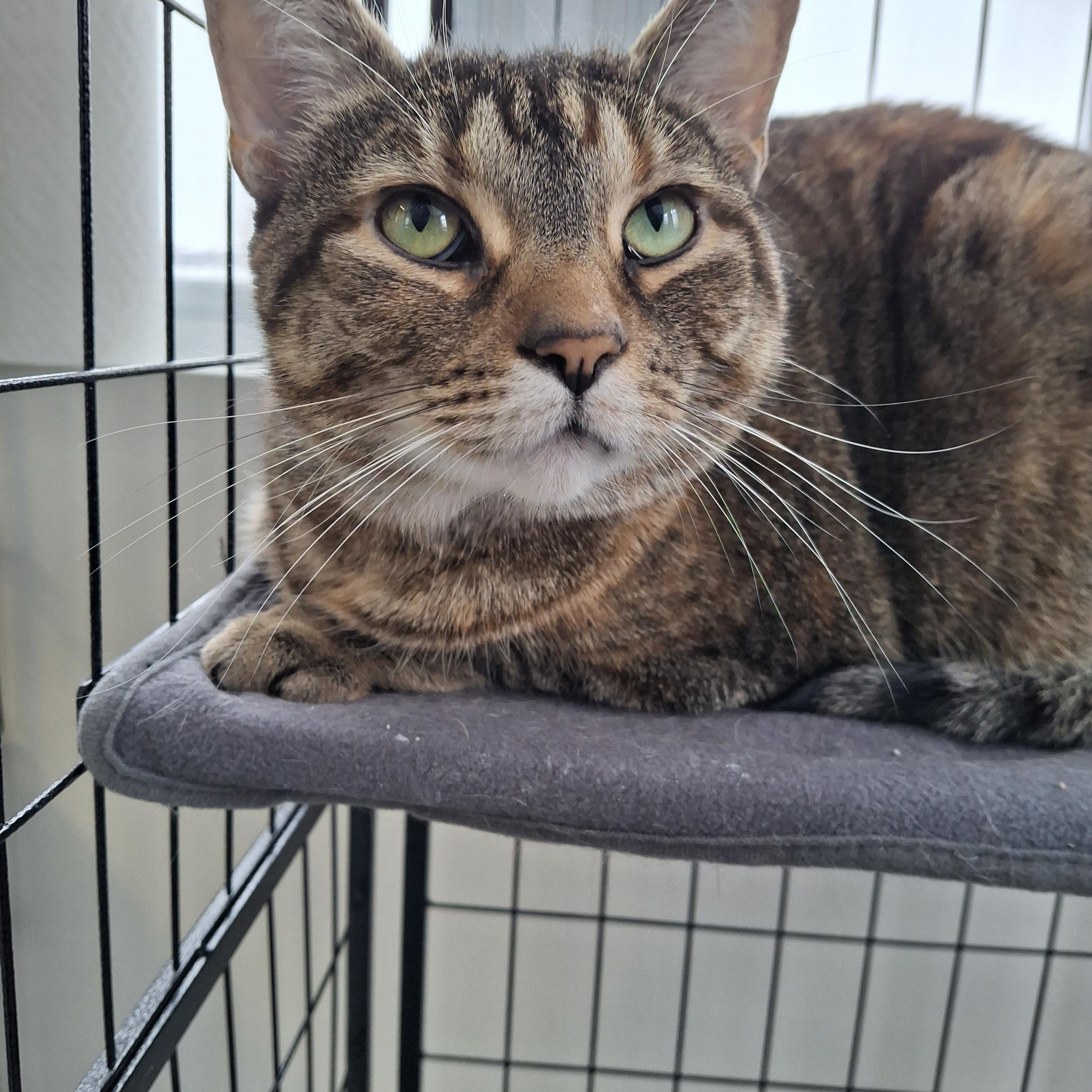 Enlarge Caramel (Bonded to Fluffy), an adopted Domestic Short Hair in Everett, ON image 4/4