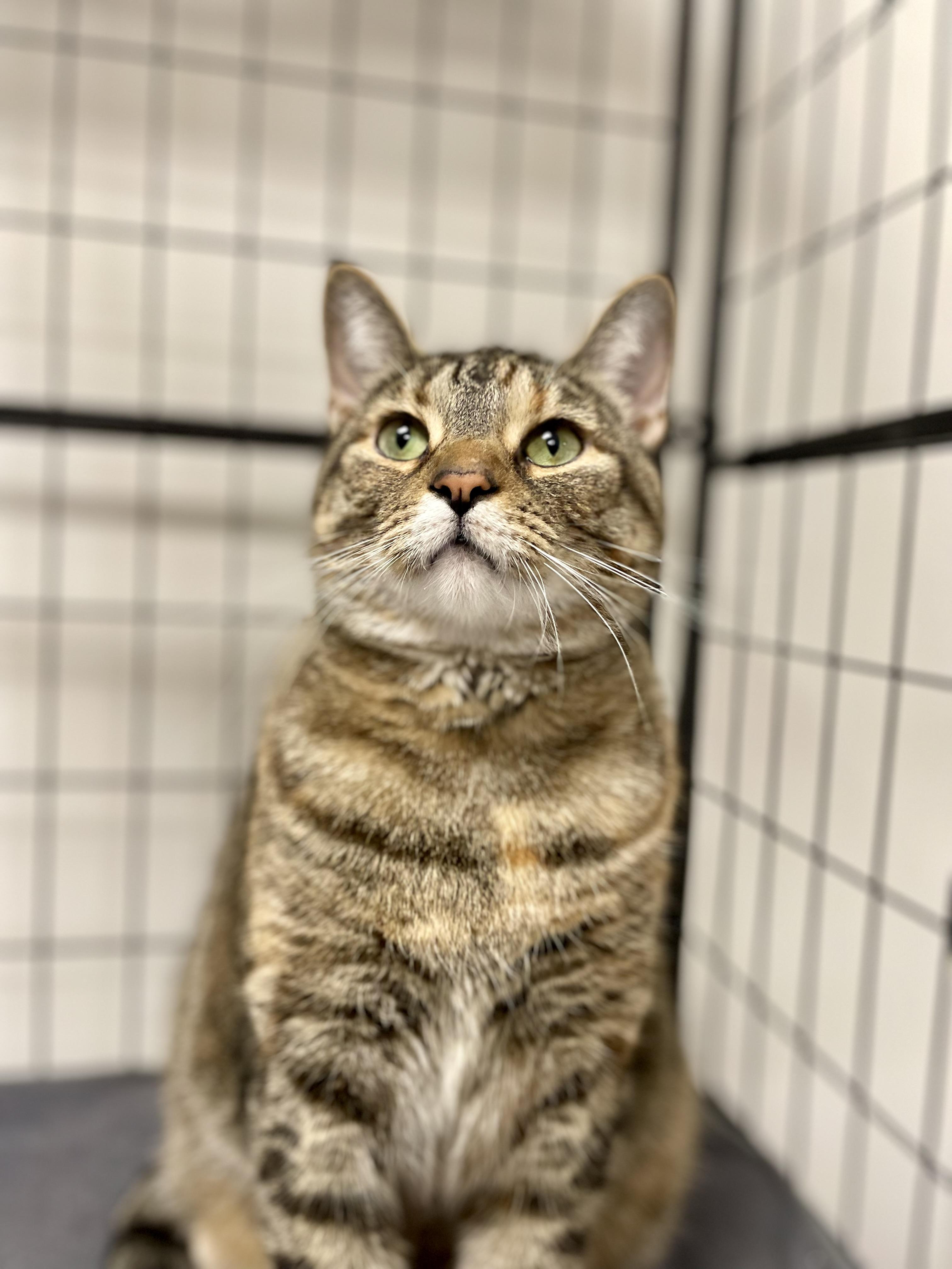 Enlarge Caramel (Bonded to Fluffy), an adopted Domestic Short Hair in Everett, ON image 2/4