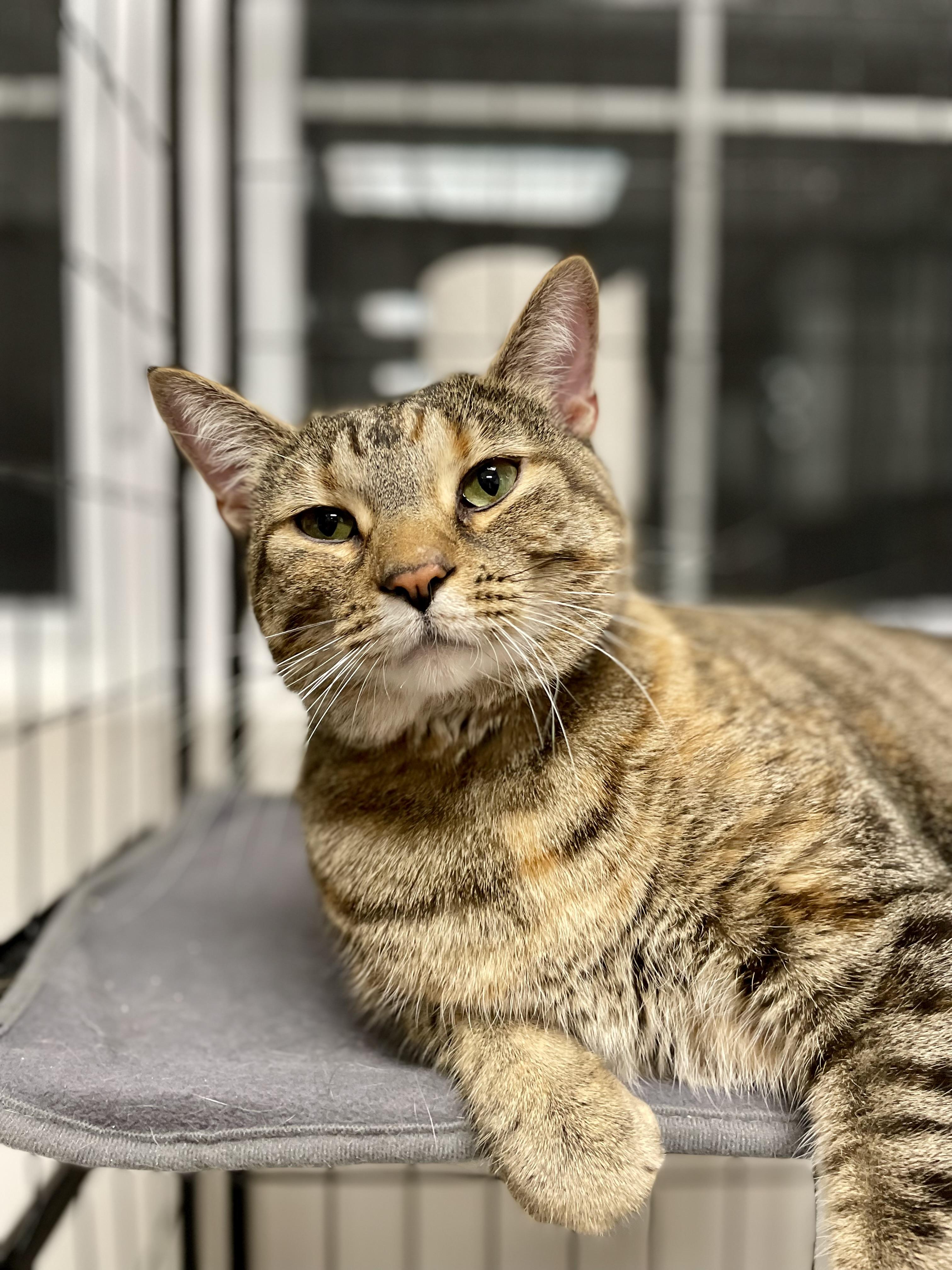 Enlarge Caramel (Bonded to Fluffy), an adopted Domestic Short Hair in Everett, ON image 1/4
