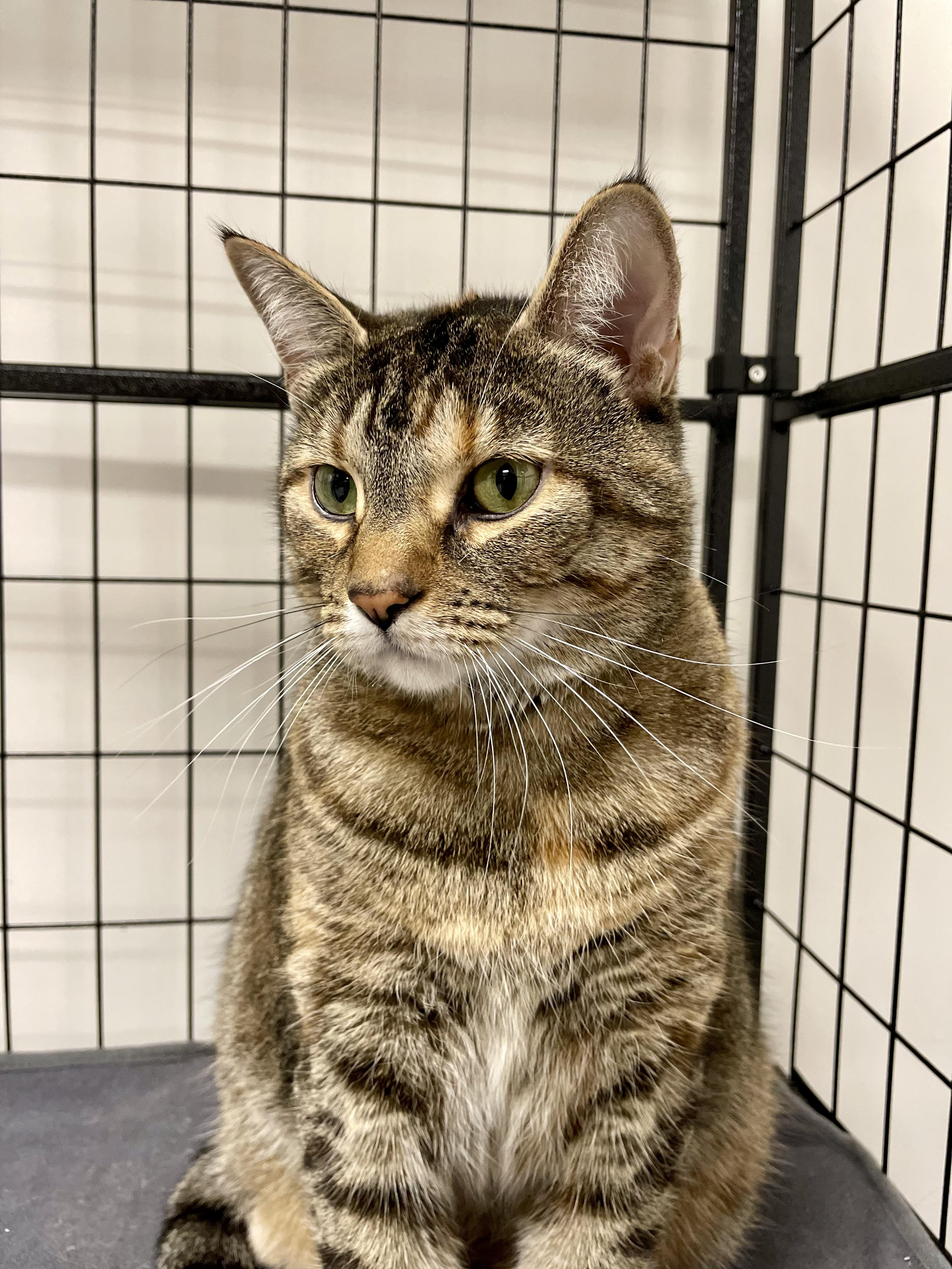 Enlarge Caramel (Bonded to Fluffy), an adopted Domestic Short Hair in Everett, ON image 3/4