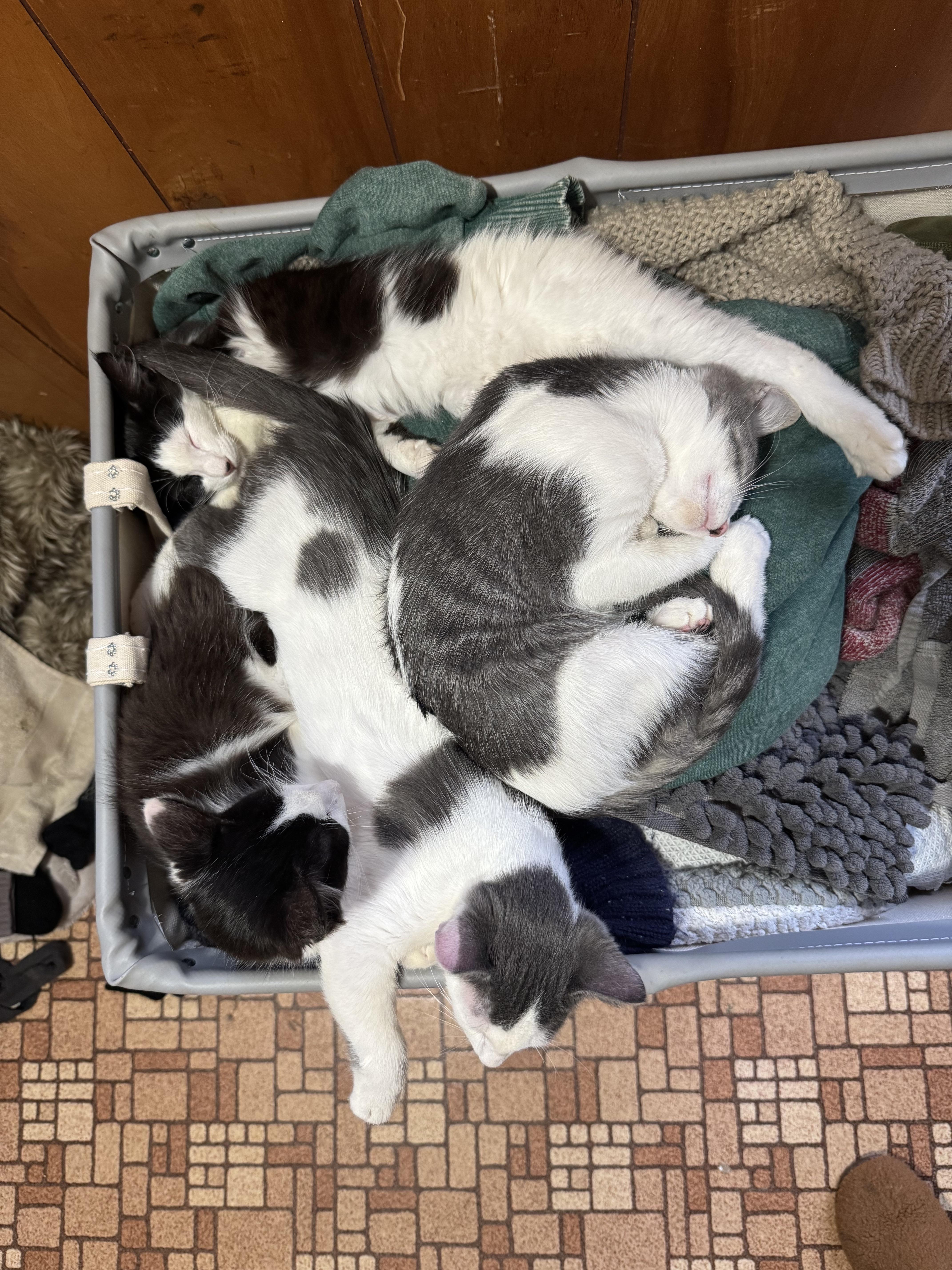 Enlarge Van Gogh, a Adopted Tuxedo in Mount Holly, NC image 3/3