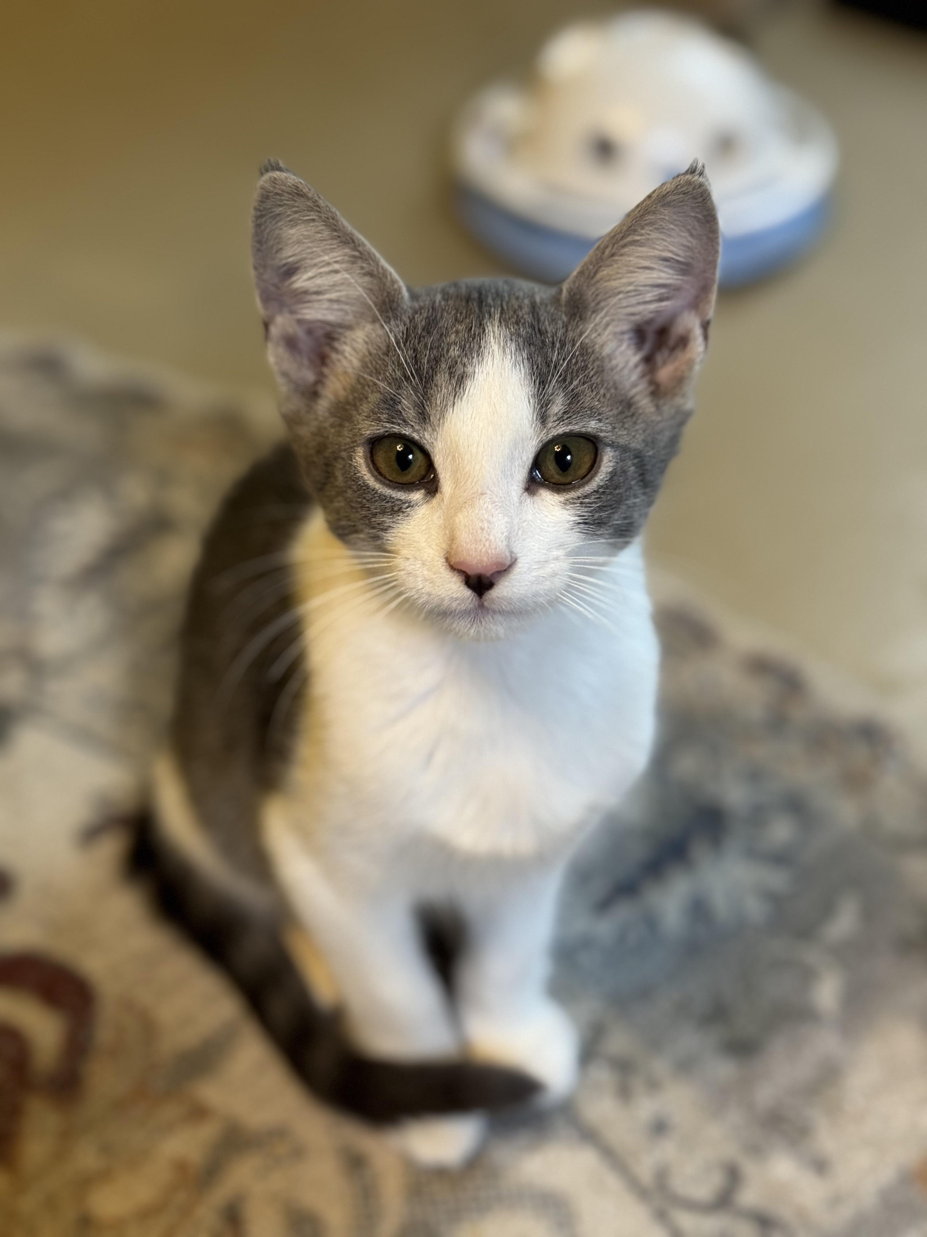 Enlarge Van Gogh, a Adopted Tuxedo in Mount Holly, NC image 1/3