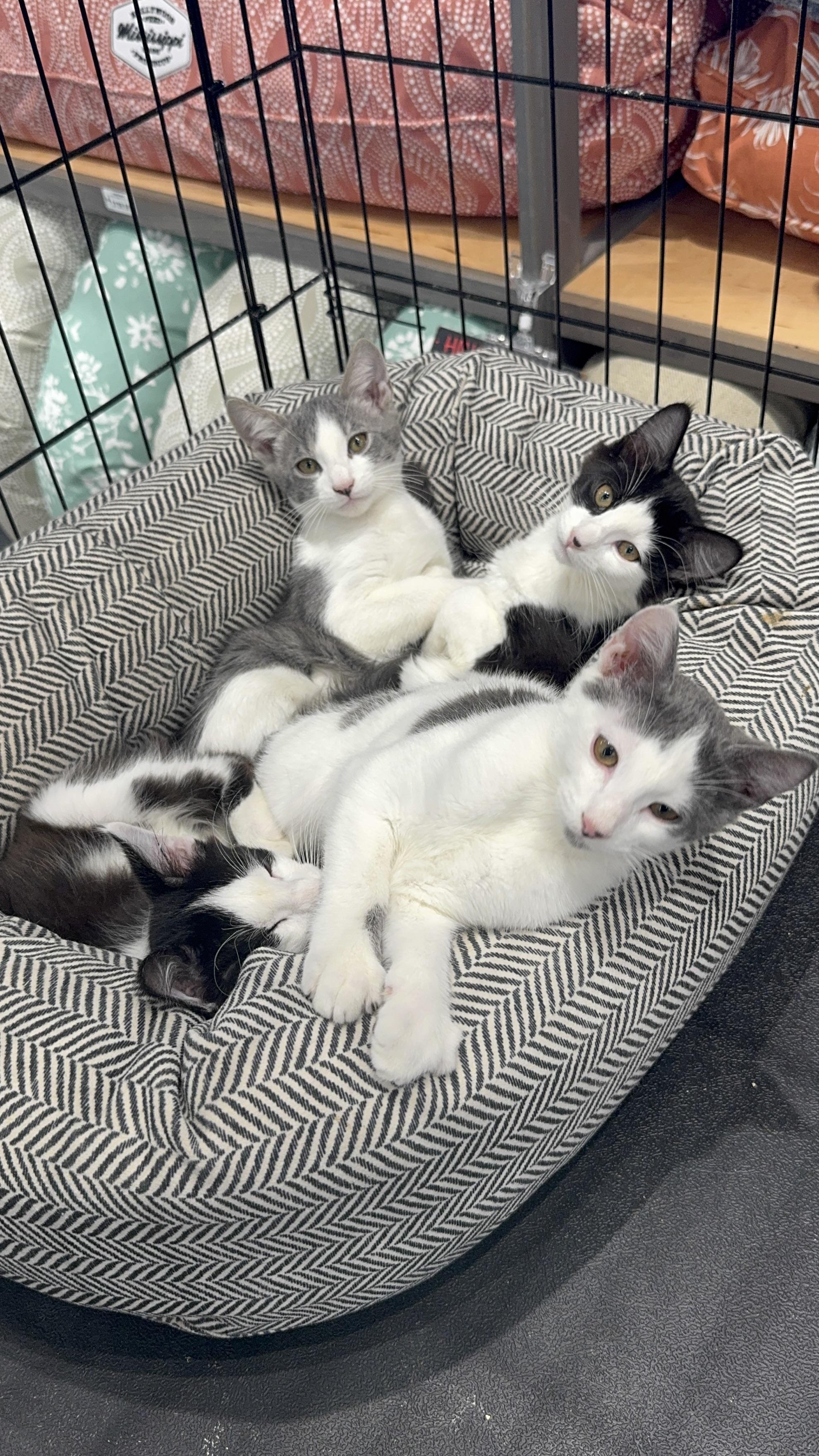 Enlarge Van Gogh, a Adopted Tuxedo in Mount Holly, NC image 2/3