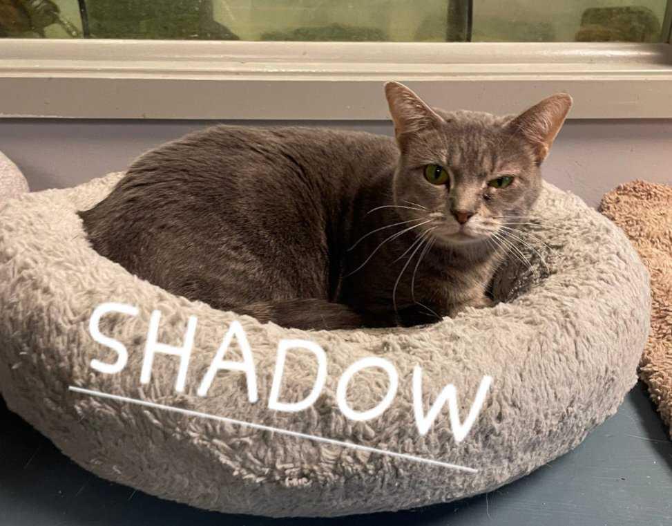 Shadow`, Adult Male unknown