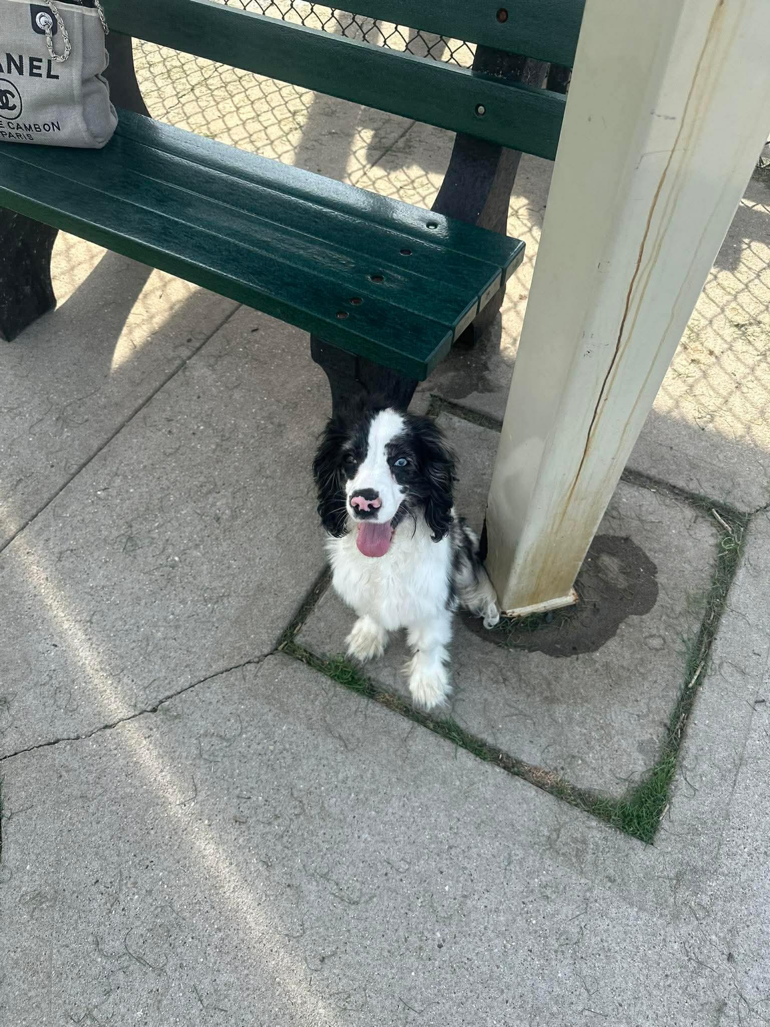 Enlarge Wave, an adopted mixed breed in Huntington, NY image 3/5