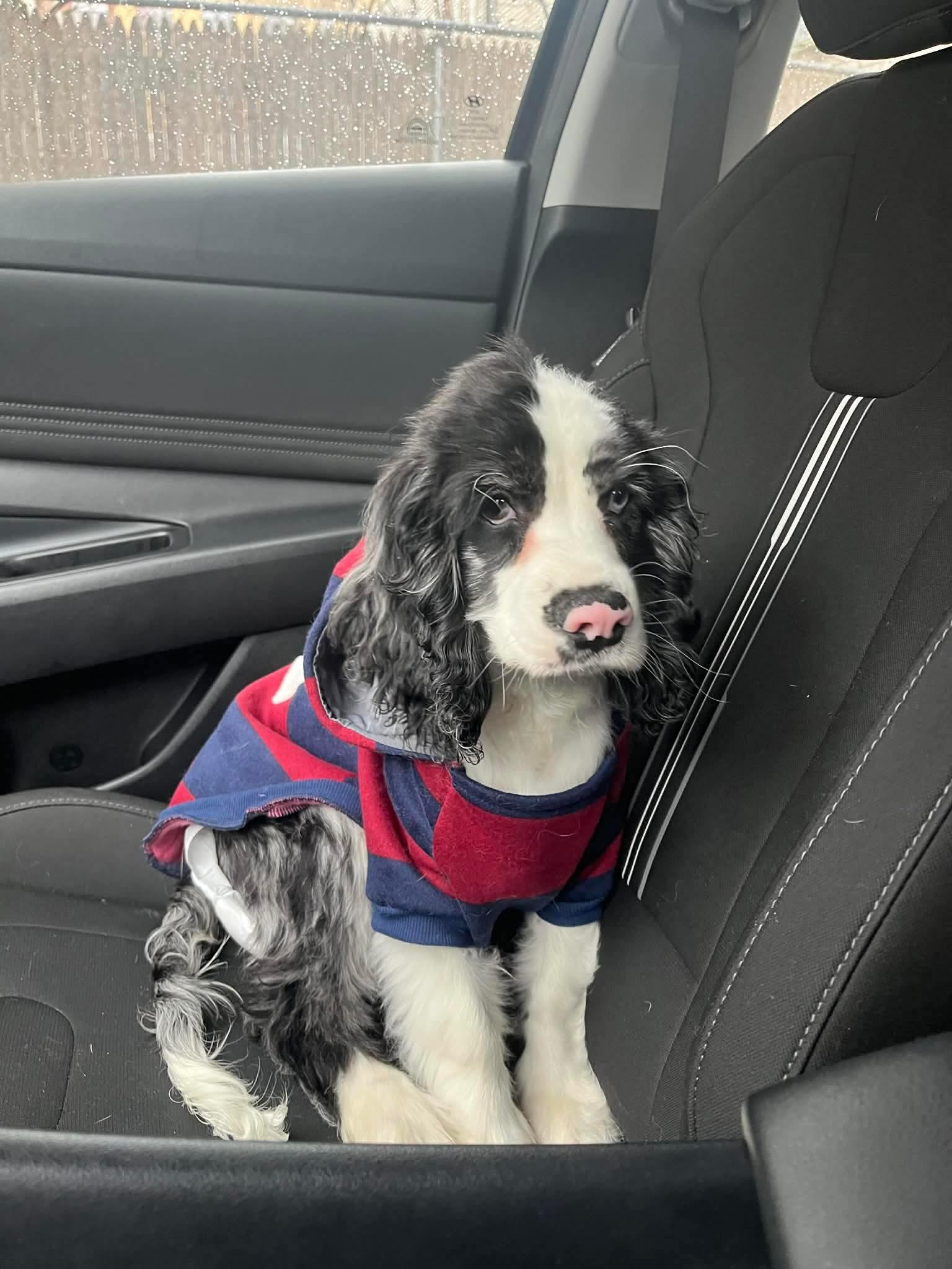 Enlarge Wave, an adopted mixed breed in Huntington, NY image 5/5