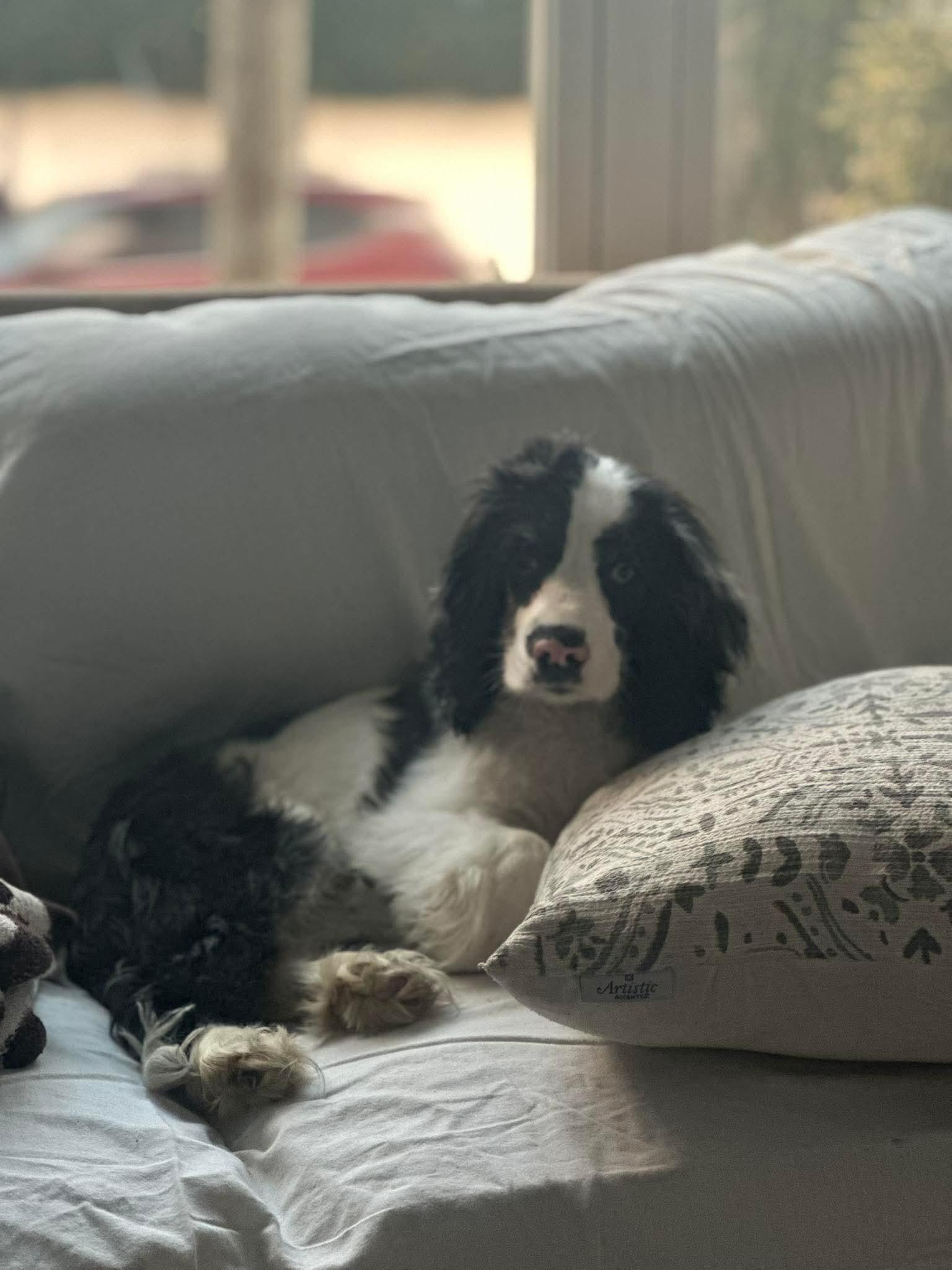 Enlarge Wave, an adopted mixed breed in Huntington, NY image 2/5