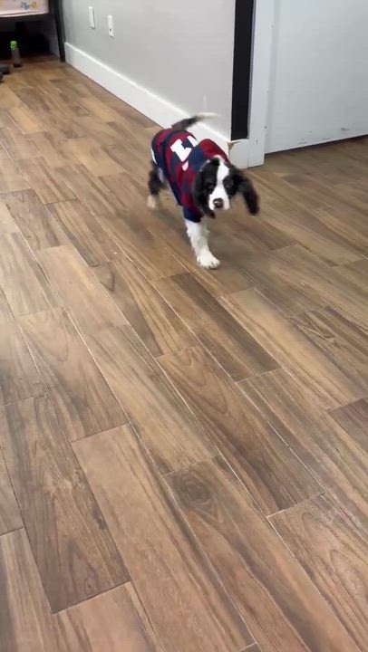 Enlarge Wave, an adopted mixed breed in Huntington, NY video 4/5