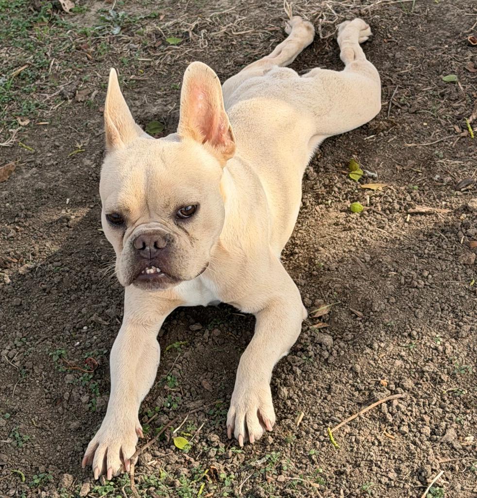 Ernie, Adopted, Young Male French Bulldog.