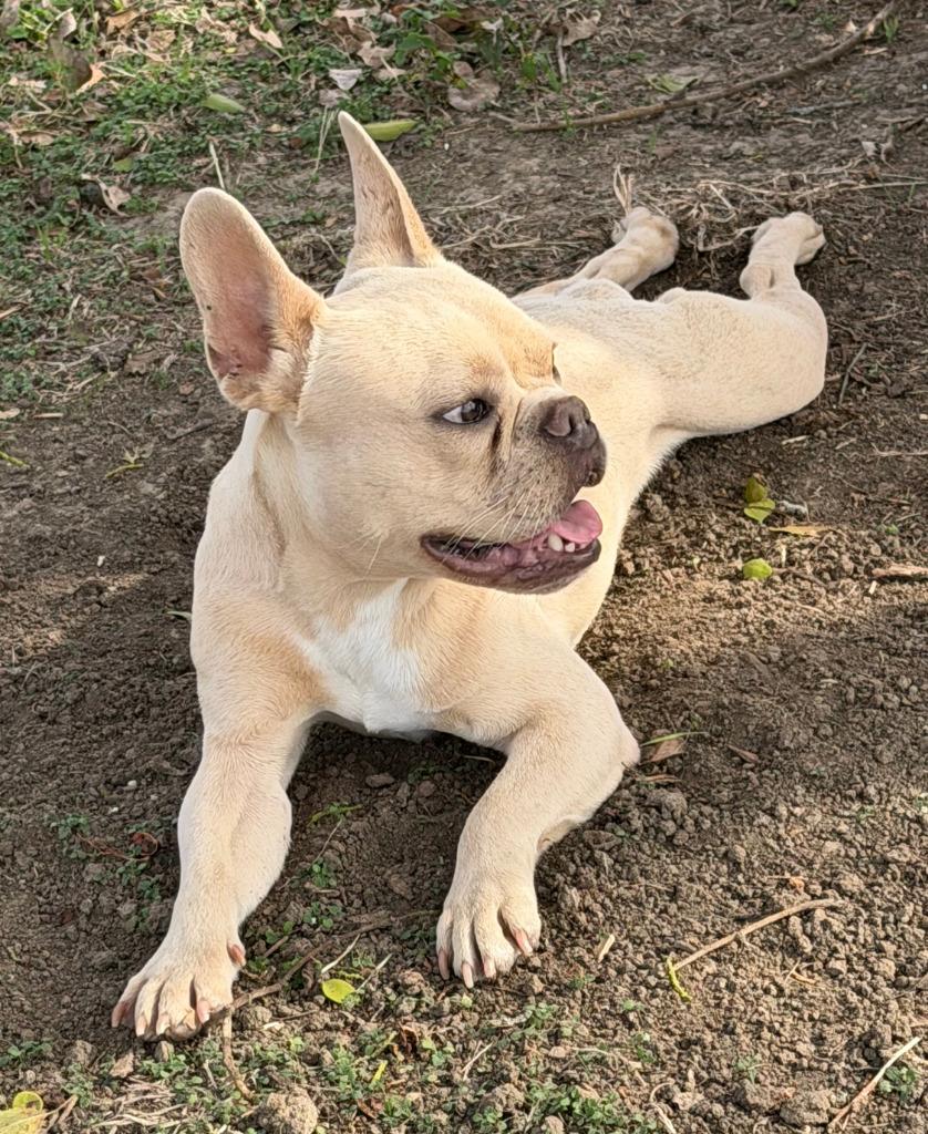 Enlarge Ernie, a Adopted French Bulldog in Farmersville, TX image 2/2