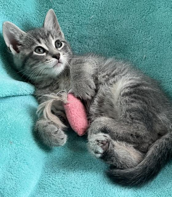 Cooper (big boy of the litter who loves his food and fun), an adopted American Shorthair in East Berlin, PA image 4/4