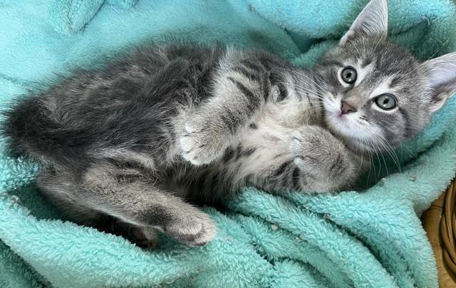 Cooper (big boy of the litter who loves his food and fun), an adopted American Shorthair in East Berlin, PA image 3/4