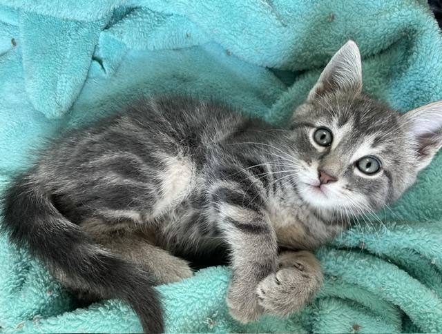 Cooper (big boy of the litter who loves his food and fun), adopted, Kitten Male American Shorthair.