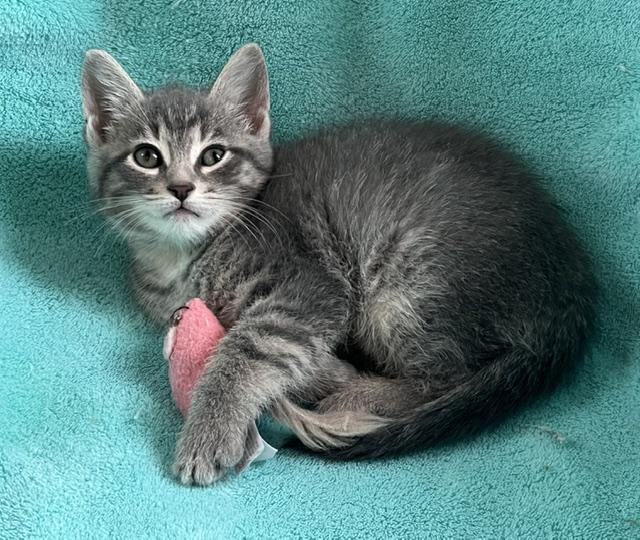 Cooper (big boy of the litter who loves his food and fun), an adopted American Shorthair in East Berlin, PA image 2/4