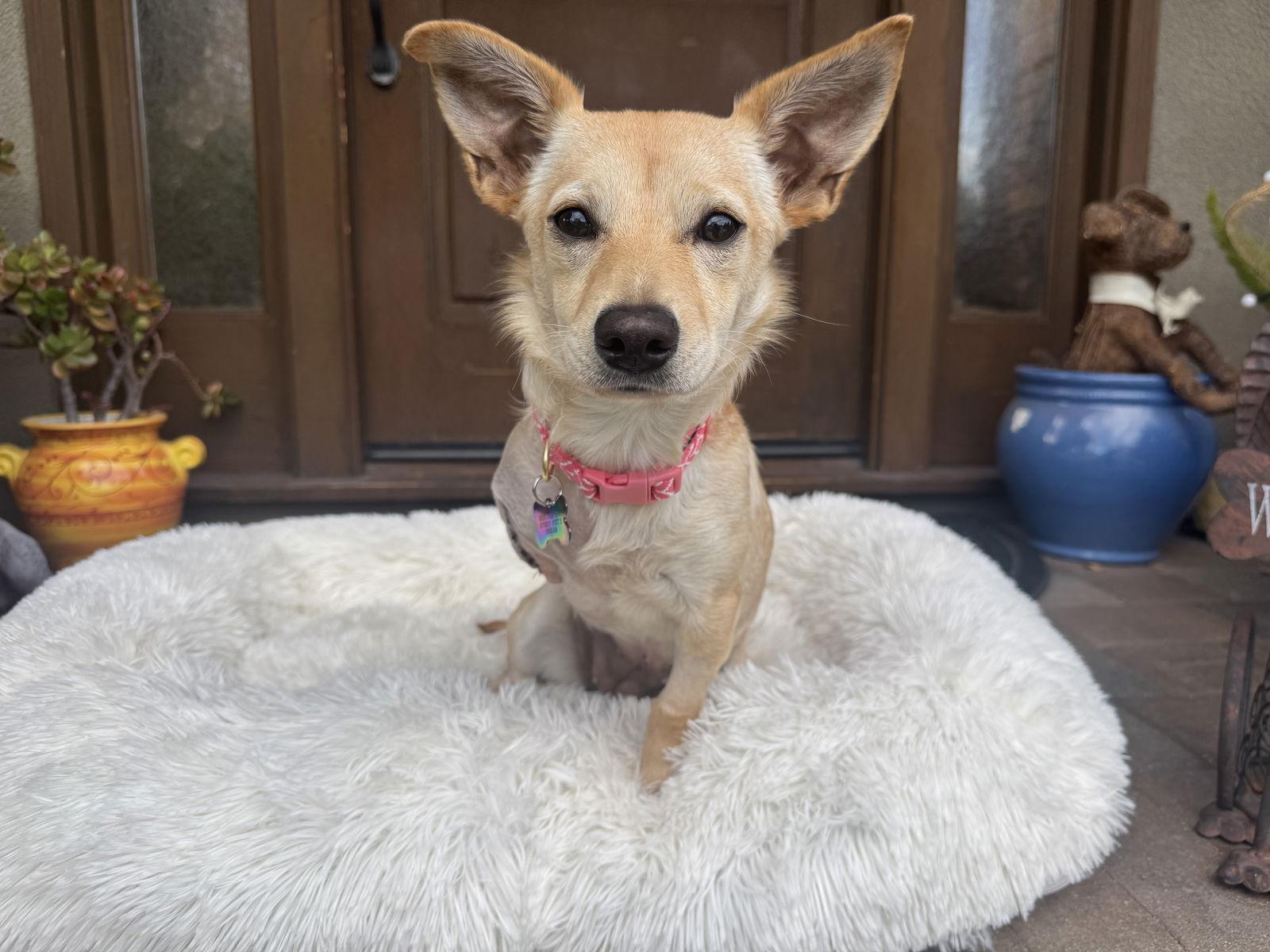 Lacey, Adoptable, Young Female Chihuahua & Terrier.