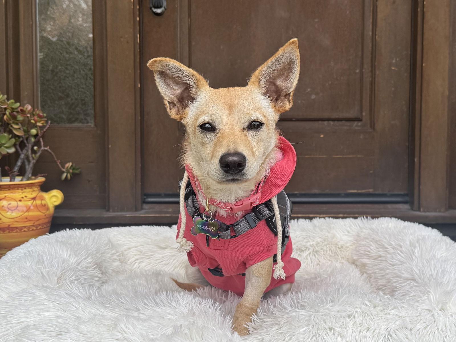 Enlarge Lacey, a Adoptable mixed breed in Santa Clara, CA image 3/3