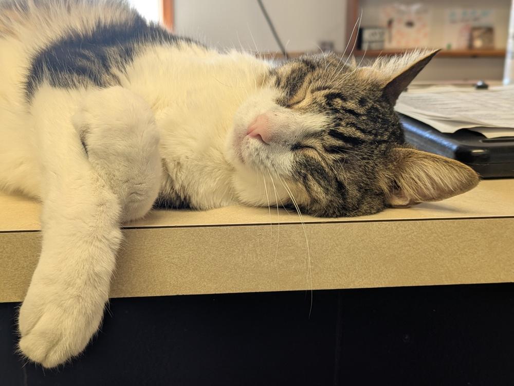 Marco, Adoptable, Senior Male Domestic Short Hair.