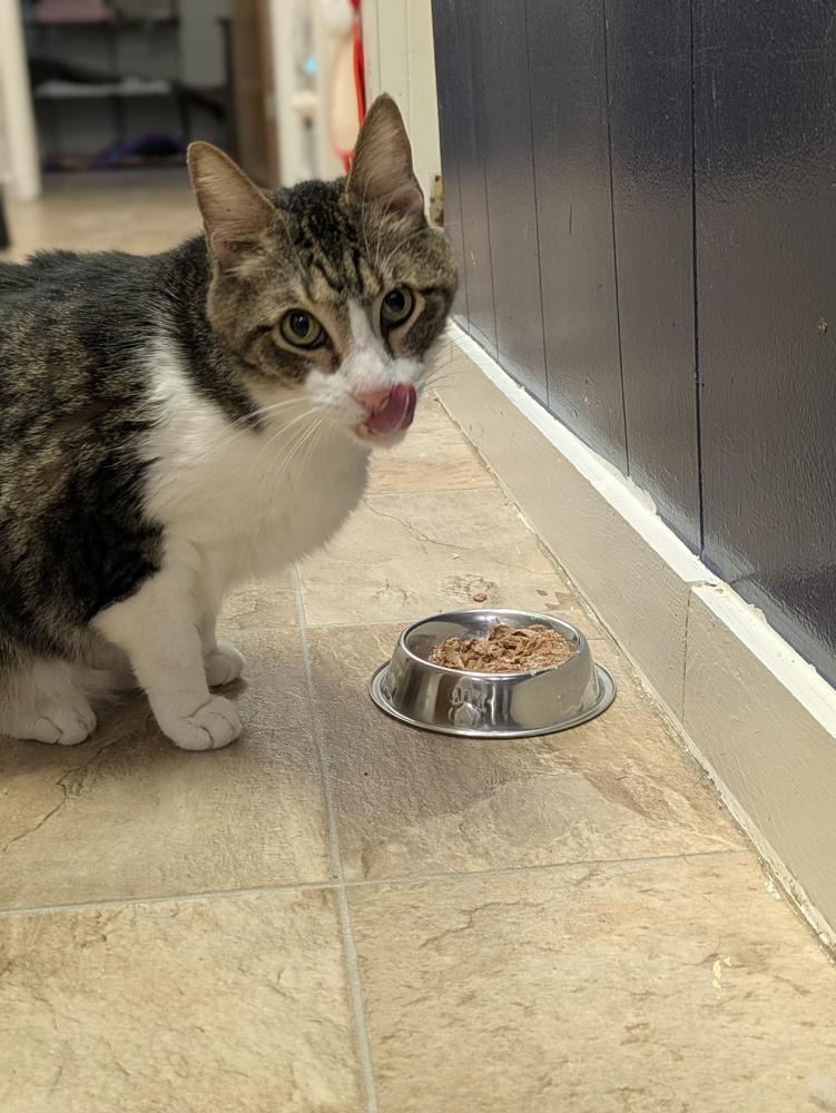 Marco, Adoptable, Senior Male American Shorthair.