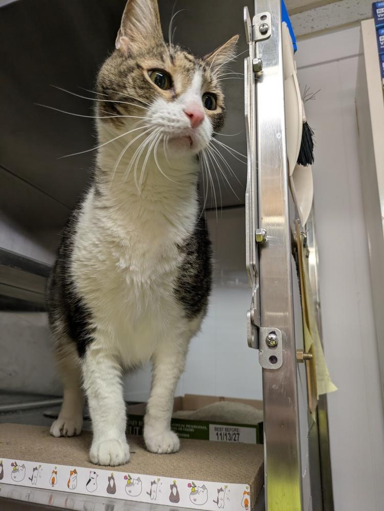 Marco, Adoptable, Senior Male American Shorthair.