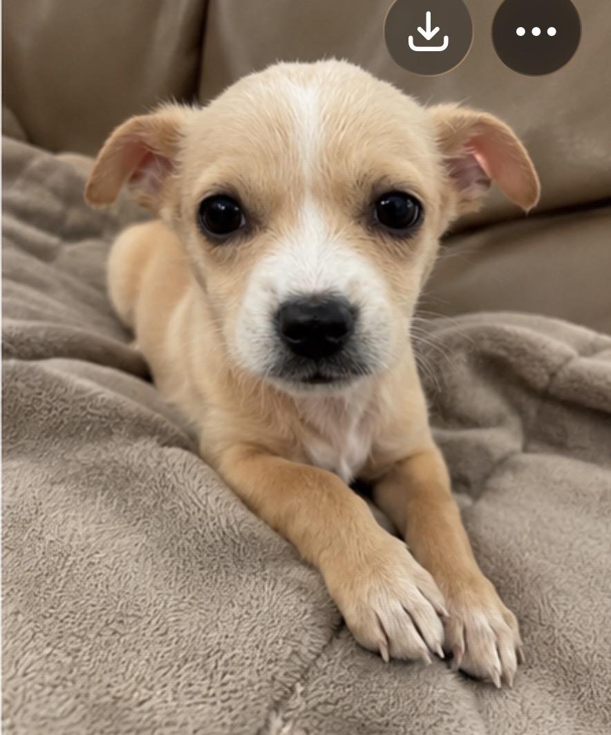 Bumble, adopted, Puppy Female Chihuahua.