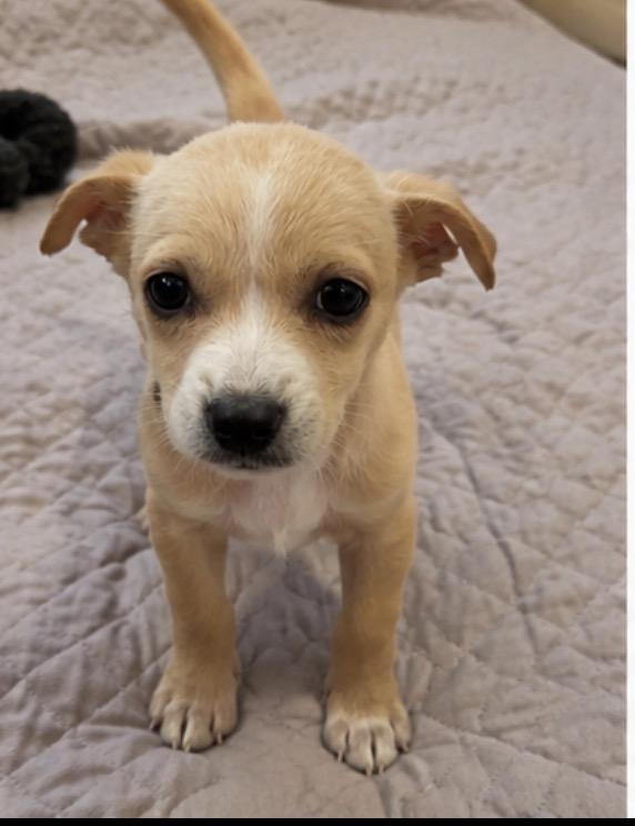 Bumble, an adopted mixed breed in Corona, CA image 3/5