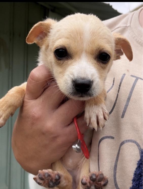 Bumble, an adopted mixed breed in Corona, CA image 4/5