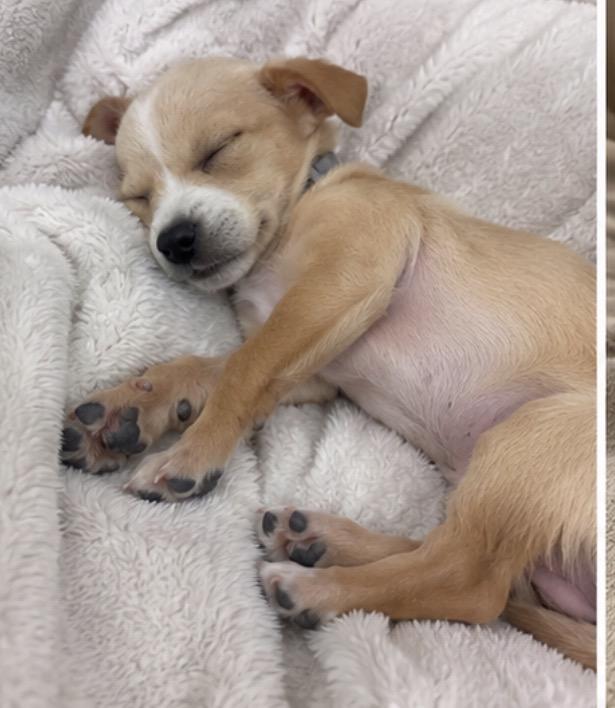 Bumble, an adopted mixed breed in Corona, CA image 2/5