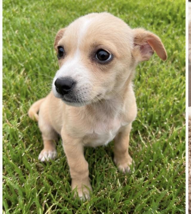 Bumble, an adopted mixed breed in Corona, CA image 5/5
