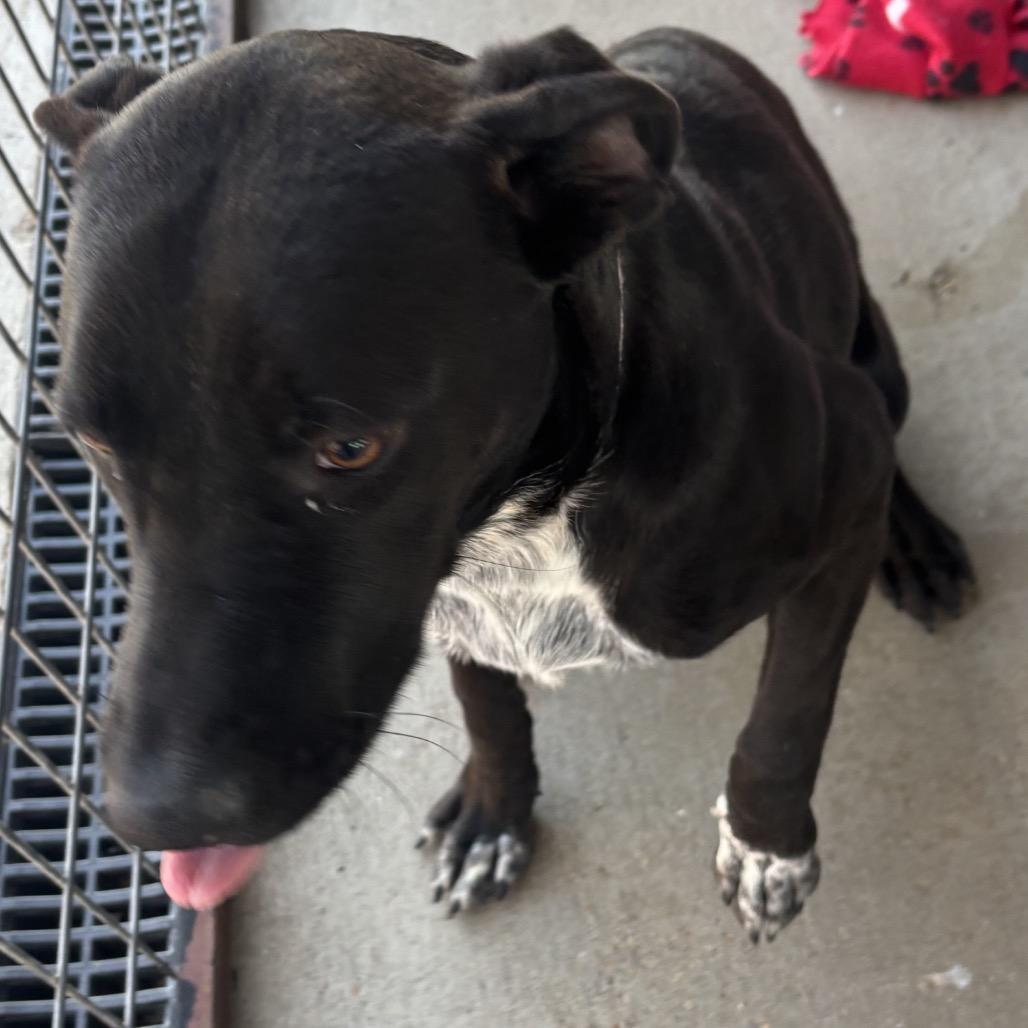 Enlarge Sofia, a Adoptable mixed breed in Floresville, TX image 1/6