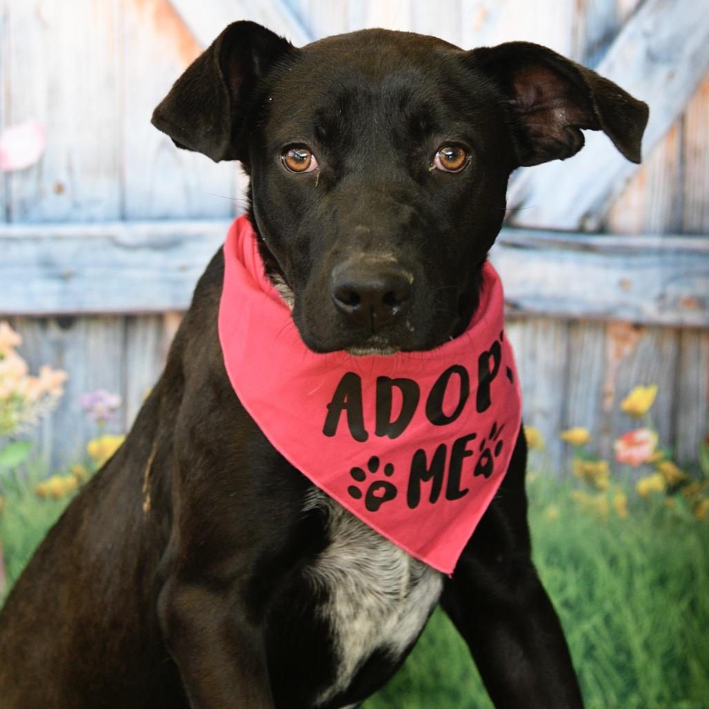 Enlarge Sofia, a Adoptable mixed breed in Floresville, TX image 2/6