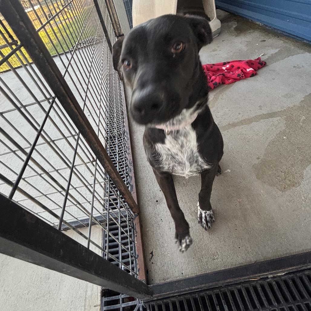 Enlarge Sofia, a Adoptable mixed breed in Floresville, TX image 3/6