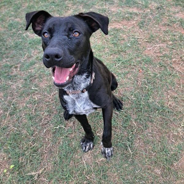 Enlarge Sofia, a Adoptable mixed breed in Floresville, TX image 4/6