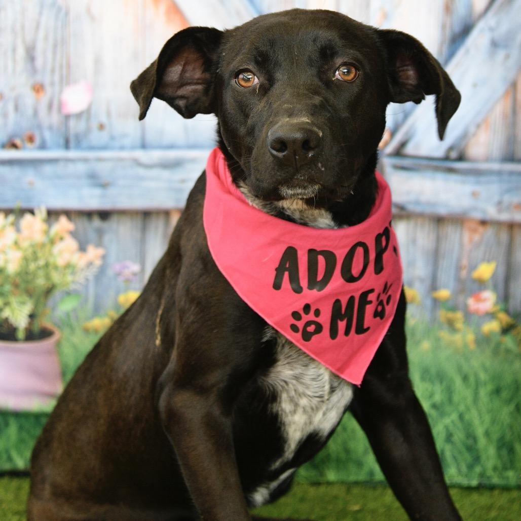 Enlarge Sofia, a Adoptable mixed breed in Floresville, TX image 5/6