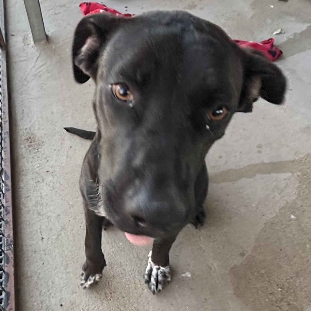 Enlarge Sofia, a Adoptable mixed breed in Floresville, TX image 6/6