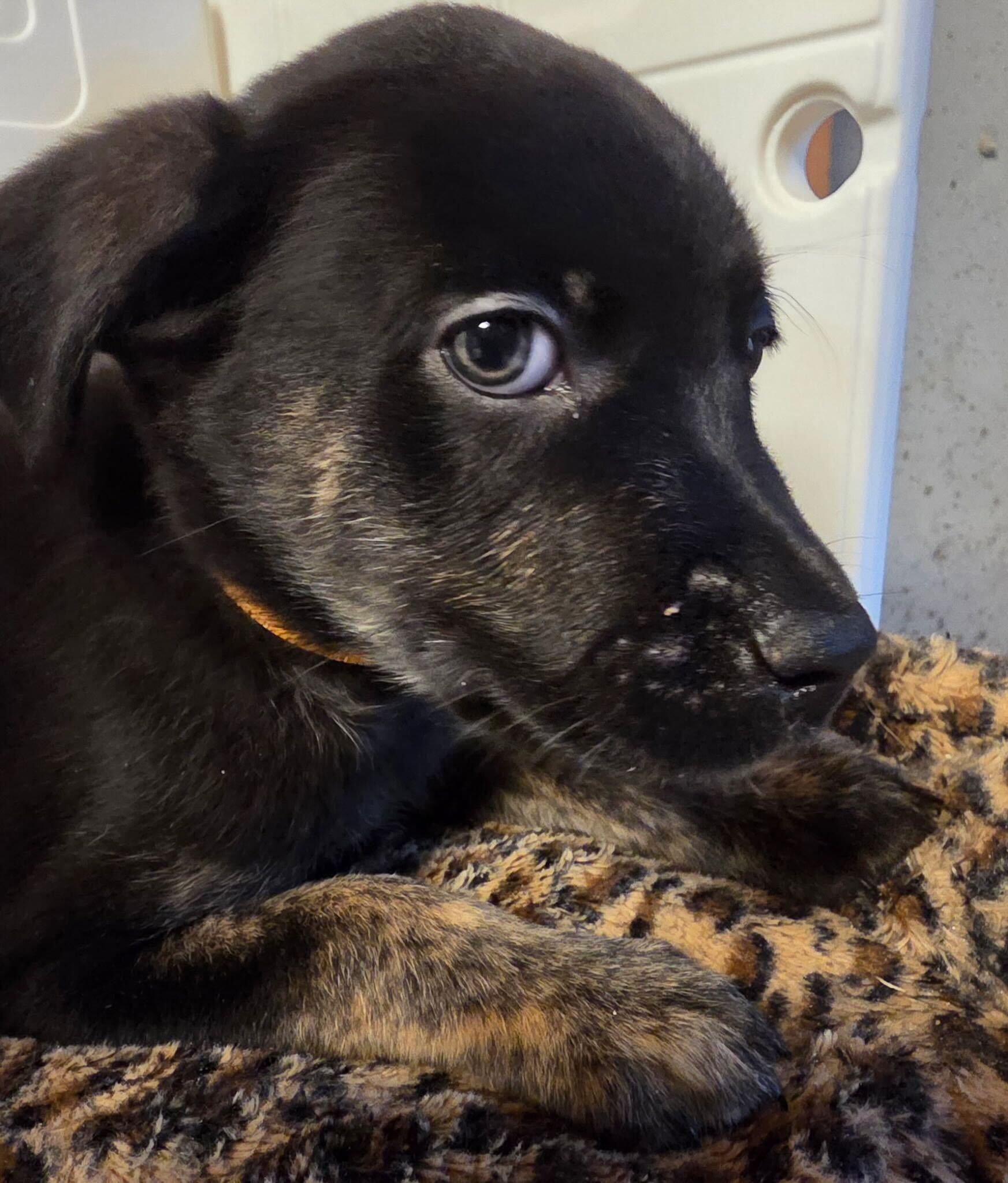 Enlarge Theodore (Theo), a Adopted mixed breed in Cottonwood Heights, UT image 4/6
