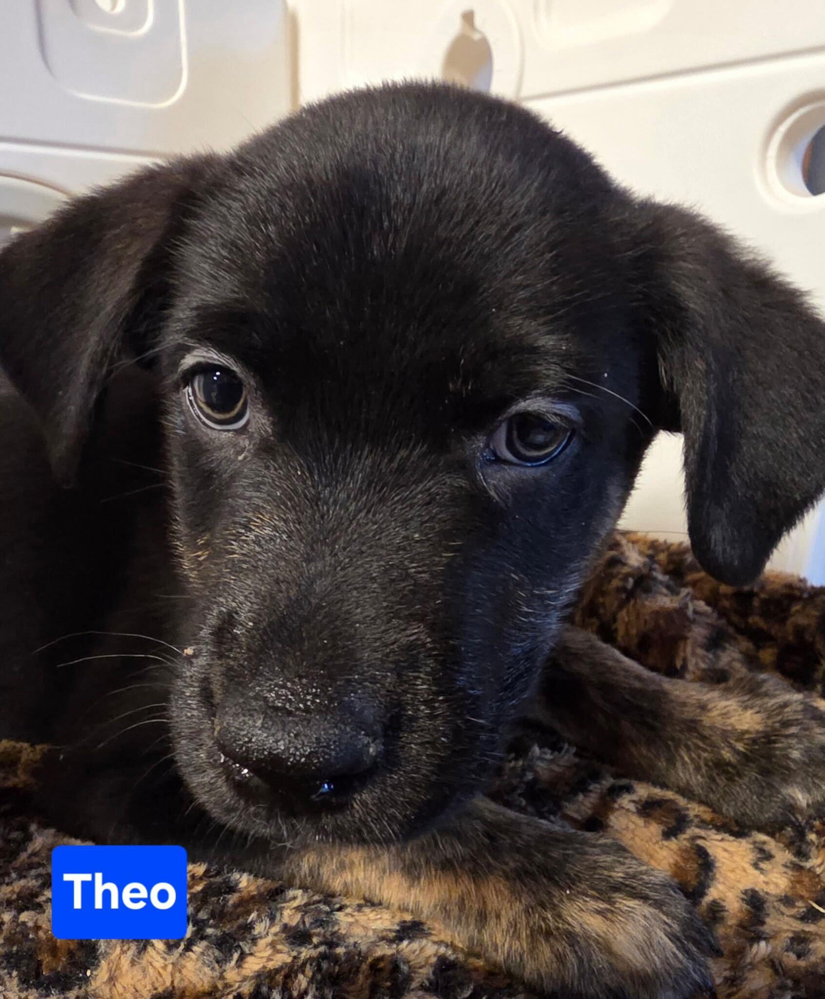Enlarge Theodore (Theo), a Adopted mixed breed in Cottonwood Heights, UT image 5/6