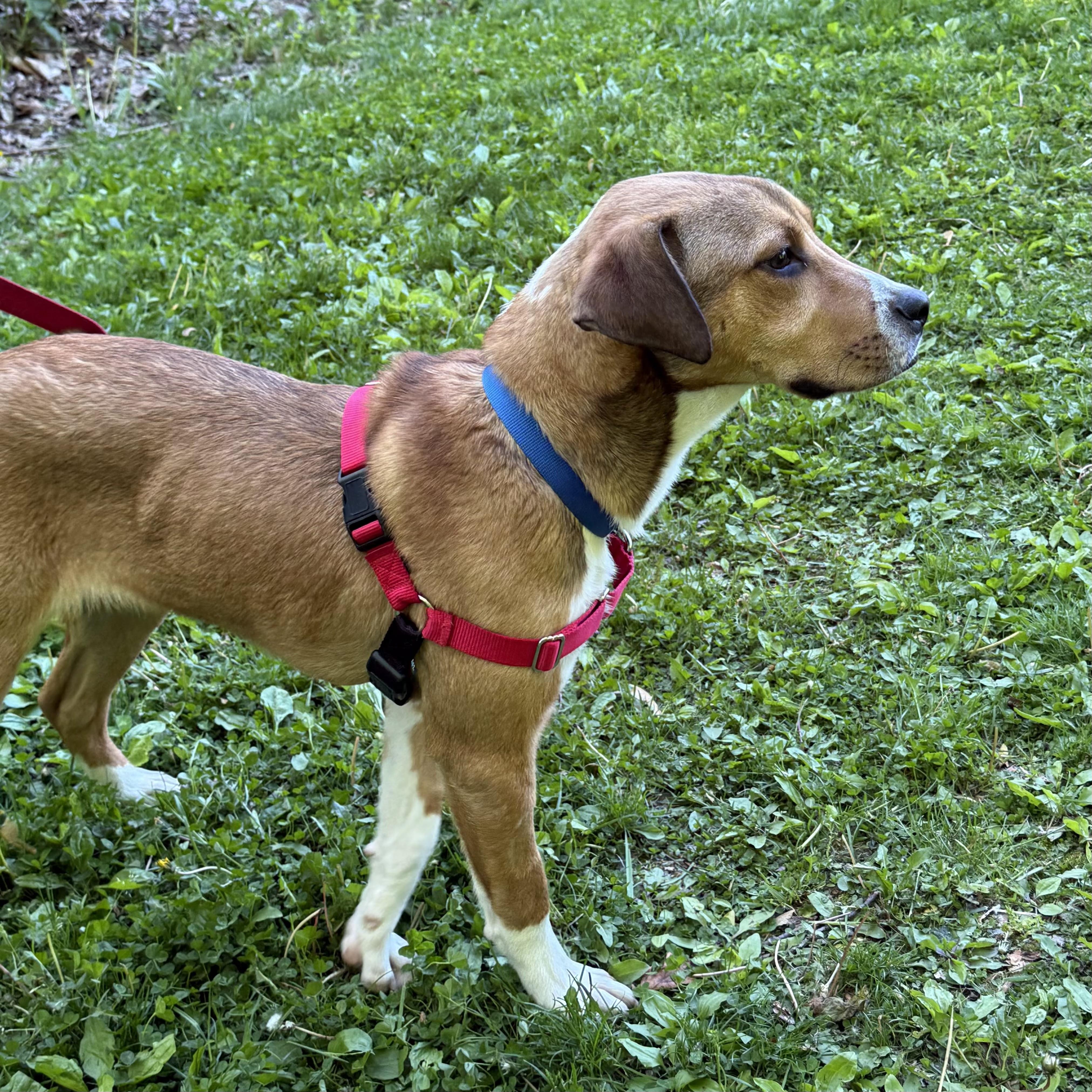 Cooper, a ADOPTABLE Mixed Breed in Beacon, NY image 5/5