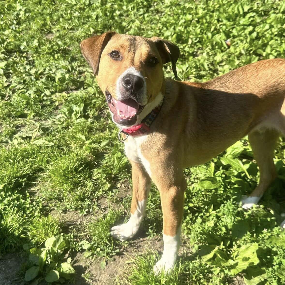 Cooper, a ADOPTABLE Mixed Breed in Beacon, NY image 2/5